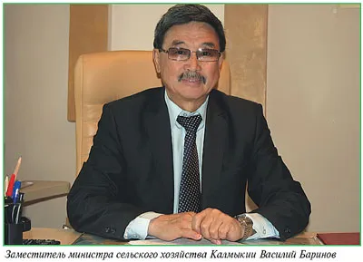 Napi mezőgazdasági Review - Kalmykia sikeresen visszavette a fő ága az állatállomány