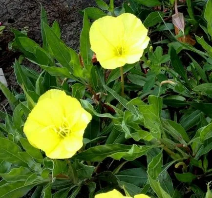 Evening Primrose mulți ani - plantare și îngrijire, flori fotografie