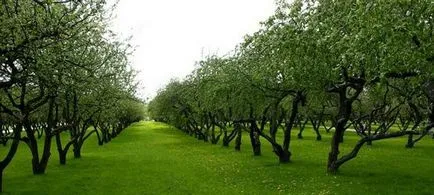 Формиране и резитба ябълкови дървета за начинаещи
