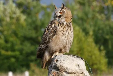 Owl хищна птица, хищните птици, бухалът