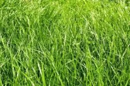 iarbă pentru gazon - ceea ce este mai bine pentru gazon, fotografie, zi de vară rezident