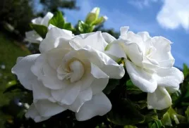 Gardenia illatszer