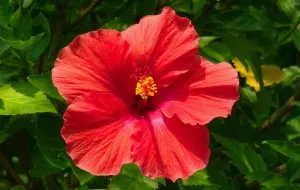 Hibiscus kert gondozás és a reprodukció az otthoni
