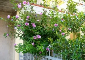 Hibiscus градина грижа и репродукция в дома