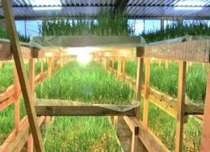 Hydroponic система за отглеждане на зеленчуци с вашите ръце верига видео инструкции