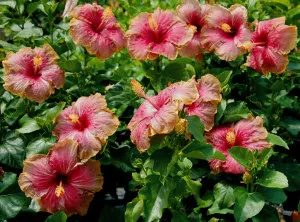 Hibiscus kert gondozás és a reprodukció az otthoni