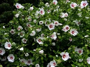 Hibiscus de îngrijire grădină și reproducere în casă