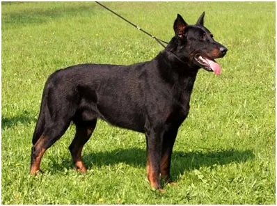 Franceză Shepherd Briard, Beauceron, omedvet