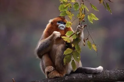 Földrajzi körzetek, szárazföldi fauna