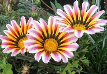 Gazania - plantarea și îngrijirea în câmp deschis