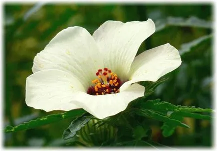 Hibiscus градина грижи и отглеждане, снимки, описание, видове, които растат в градината