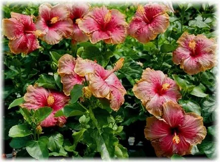 Hibiscus градина грижи и отглеждане, снимки, описание, видове, които растат в градината