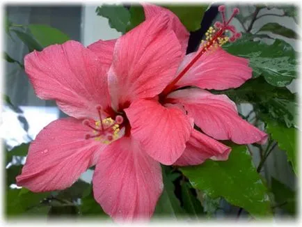 Hibiscus градина грижи и отглеждане, снимки, описание, видове, които растат в градината