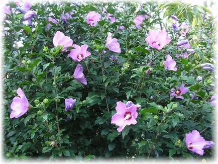 Hibiscus îngrijire grădină și de reproducere, fotografii, descriere, specii, în creștere în grădină