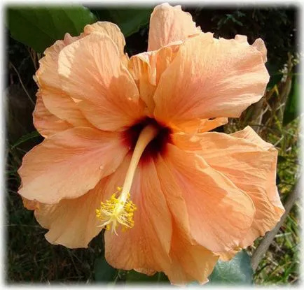 Hibiscus îngrijire grădină și de reproducere, fotografii, descriere, specii, în creștere în grădină