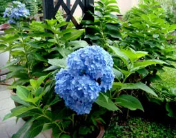 plantare macrophylla hortensie și cultivare, soiuri și de reproducție