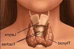 A pajzsmirigyhormonok 1