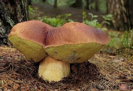 ciuperci Boletus