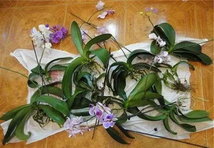 Rot rădăcinile Phalaenopsis orhidee, cauze si tratament