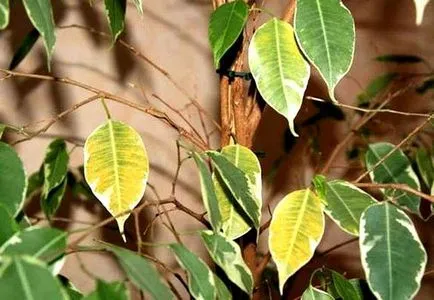 Rot rădăcinile Phalaenopsis orhidee, cauze si tratament