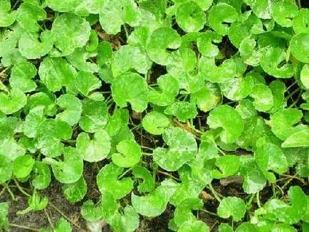 Gotu kola 1