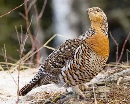 fotografii de păsări cocoșul de munte