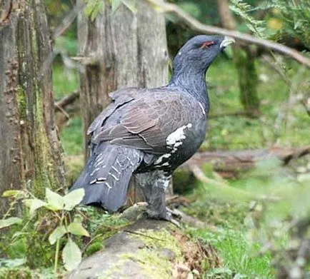 fotografii de păsări cocoșul de munte