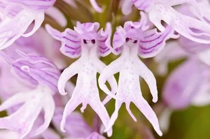 14 orhidee cele mai neobișnuite, care sunt izbitoare în frumusețea lor