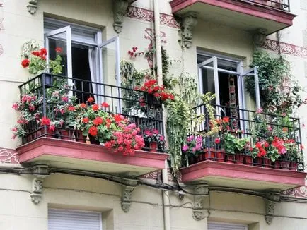5 красиви увивни растения за балкони, Еманципирани