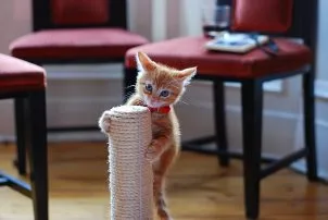 Hogyan elválaszt macska garantáltan tépje fel a bútorok és tapéta