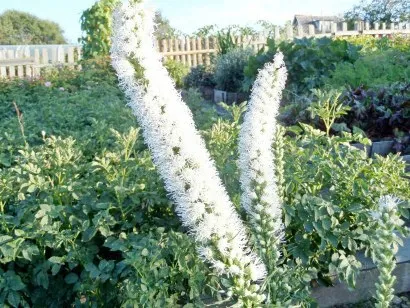 Ce fel de flori pentru a planta în țară - o fotografie, numele și descrierea