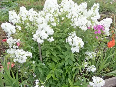 Ce fel de flori pentru a planta în țară - o fotografie, numele și descrierea