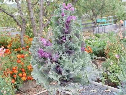 Ce fel de flori pentru a planta în țară - o fotografie, numele și descrierea