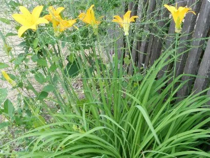 Ce fel de flori pentru a planta în țară - o fotografie, numele și descrierea