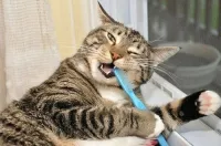Mivel a macska fogmosás, hogy szükséges-e és lehetséges-e, hogy tiszta macska fogait, macskák - kik ők