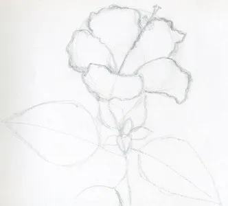 Cum de a desena un trandafir chinezesc, vele roșu
