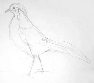 Cum de a desena un fazan, blog artist grafic Novikovoy Mariny carte mică de prostii
