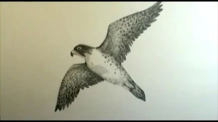 Cum să atragă Peregrine