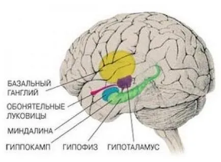 Как мозъкът съхранява информация