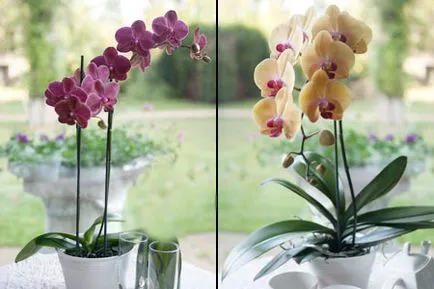 Cum să tăiați după înflorire orhidee la domiciliu
