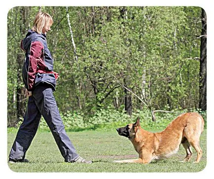 Hogyan kell tanítani a kutyát, hogy nem „nyúl” és a „íj” - zooinform Város