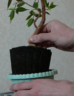 Hogyan transzplantáció a Bonsai