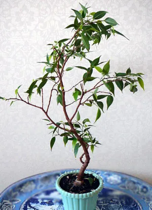 Hogyan transzplantáció a Bonsai