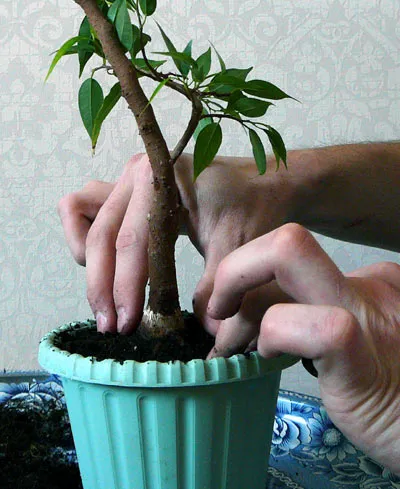 Hogyan transzplantáció a Bonsai