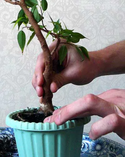 Hogyan transzplantáció a Bonsai