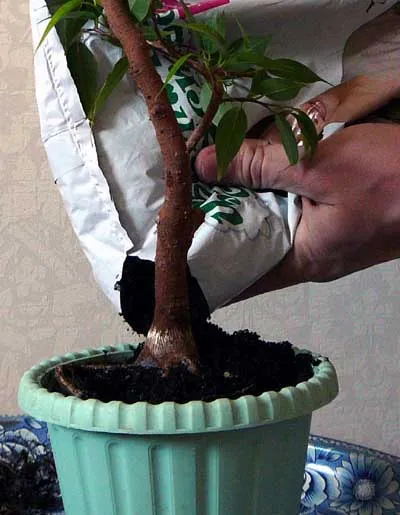 Hogyan transzplantáció a Bonsai