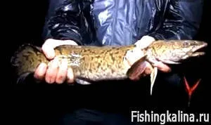 Cum de a prinde burbot în râu