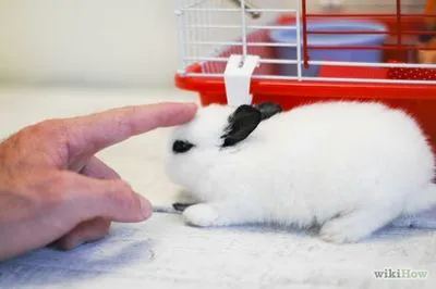 Cum să păstrați iepure în brațe, cum să păstreze