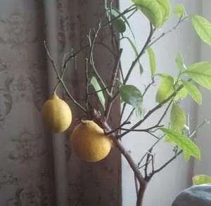 Hogyan növekszik gyümölcs pomelo, ahol termesztik
