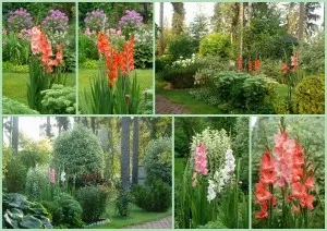 Cum de a planta gladiole în ghivece și în pământ